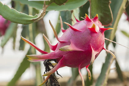 Dragon Fruit Tree - 3 Live Plants in 4 Inch Pots - Hylocereous Undatus - Edible Tropical Fruit Plant from Florida