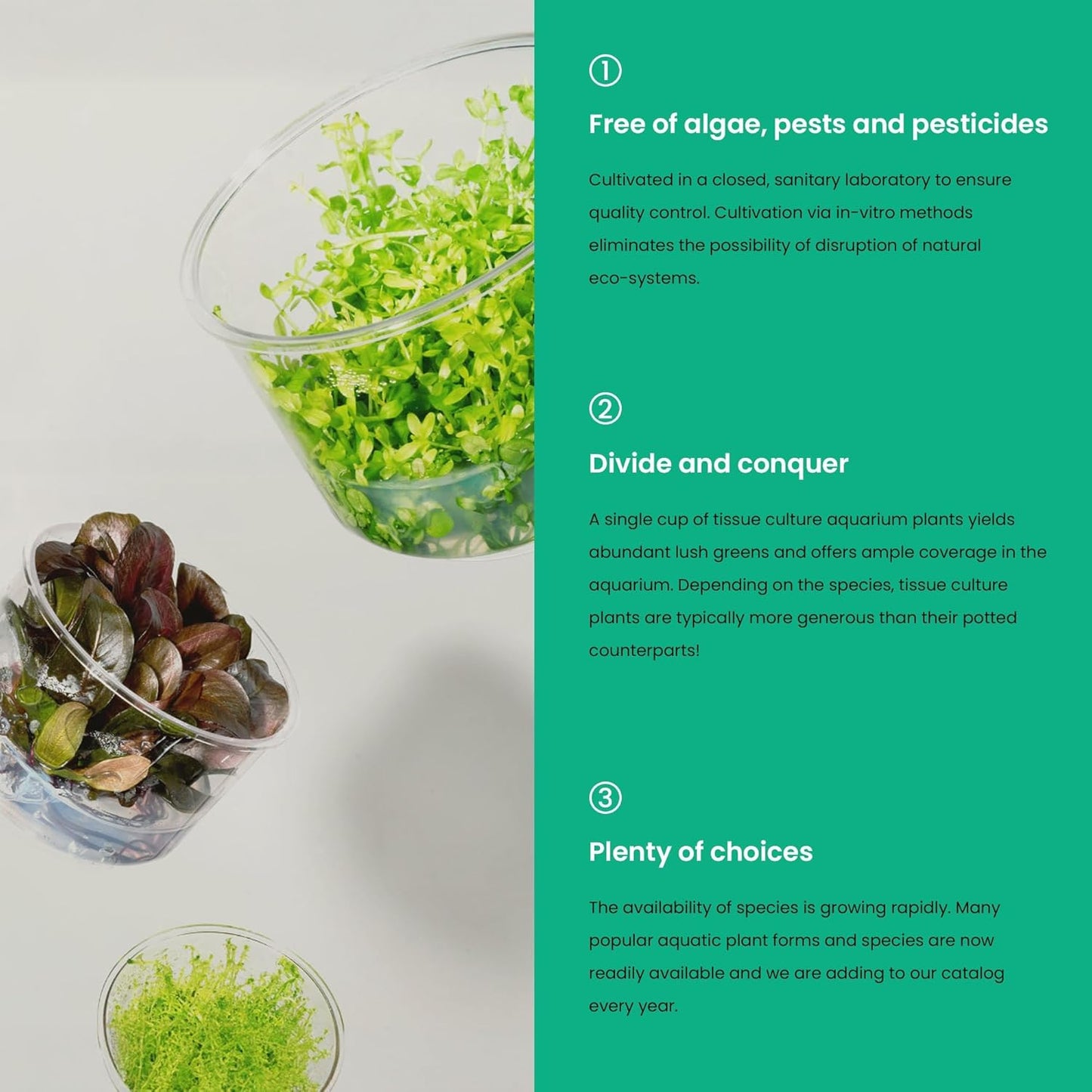 Ultum Nature Systems Live Tissue Culture - Bucephalandra Kedagang Round Mini - Easy Care - Low to Medium Light - Dark Green and Red Accent - Foreground - 100% Snail Free Grown in-Vitro - Small Cup