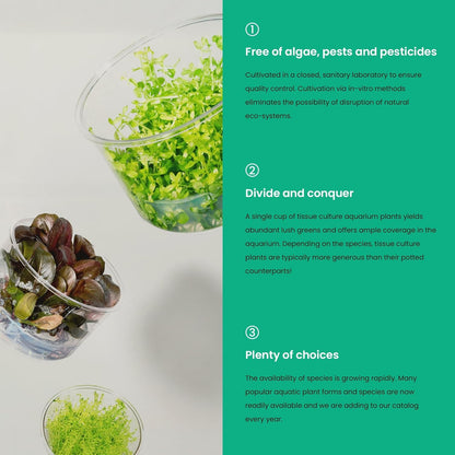 Ultum Nature Systems Live Tissue Culture - Bucephalandra Brownie Phoenix - Easy, Low-Med Light - Dark Green, Red, Purple Accent - Foreground to Midground - 100% Snail Free Grown in-Vitro - Small Cup