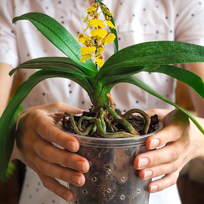Pine Bark 10qt for Orchid Potting Mix, Organic Tree Bark Mulch for Potted Plants, Enhanced Drainage, Air Flow & Root Ventilation, Ideal for Phalaenopsis, Cattleyas, Dendrobiums