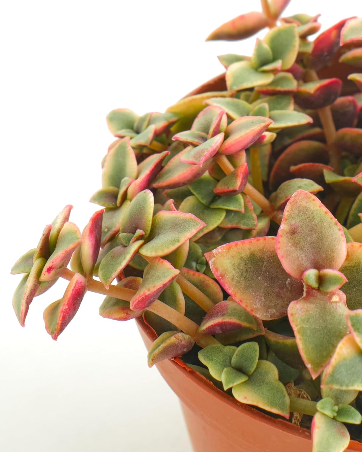 Shop Succulents Calico Kitten Hanging Succulent, Crassula Pellucida Variegata, Fully Rooted Live 4" Succulent Plant, Low Maintenance Indoor Plant, Trailing Succulents, Gift & Garden