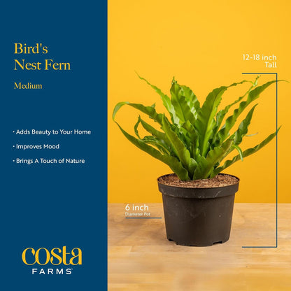 Costa Farms Bird's Nest Fern Plant, Easy to Grow Live Indoor Plant, Houseplant Potted in Decor Plant Pot, Soil Potting Mix, Indoor Garden Gift, Housewarming Gift, Room or Home Décor, 15-Inches Tall