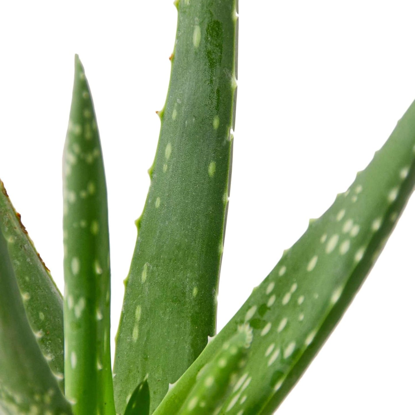 Aloe Vera Live Plant for Indoor | Different Houseplants in 4'' & 6'' Pot | Real House Plant for Living Room, Office, Desk & Bathroom
