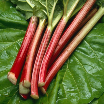2 Rhubarb Plants for Planting, Red Rhubarb Root Plant, Size 3 to 6 Inch, Perennial Hardy Vegetable Plants for Planting Outdoors