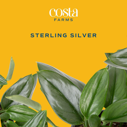 Costa Farms Sterling Silver Scindapsus Live Plant in Self Watering Pot, Indoor Houseplant, Perfect for Home, Room, or Office Decor, Great House Warming or Birthday Gift, 9-12 Inches Tall