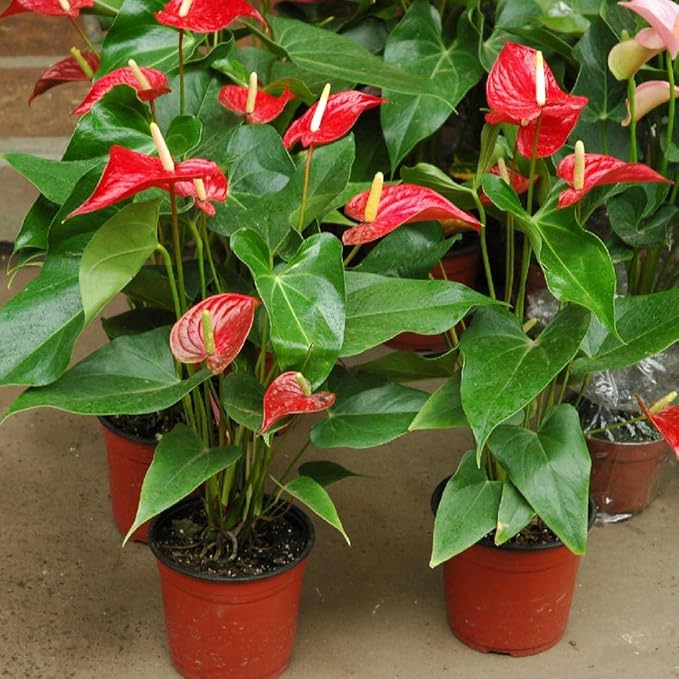 Anthurium Potting Soil - Support The Resilience and Growth of Your Plants - 5 QUARTS