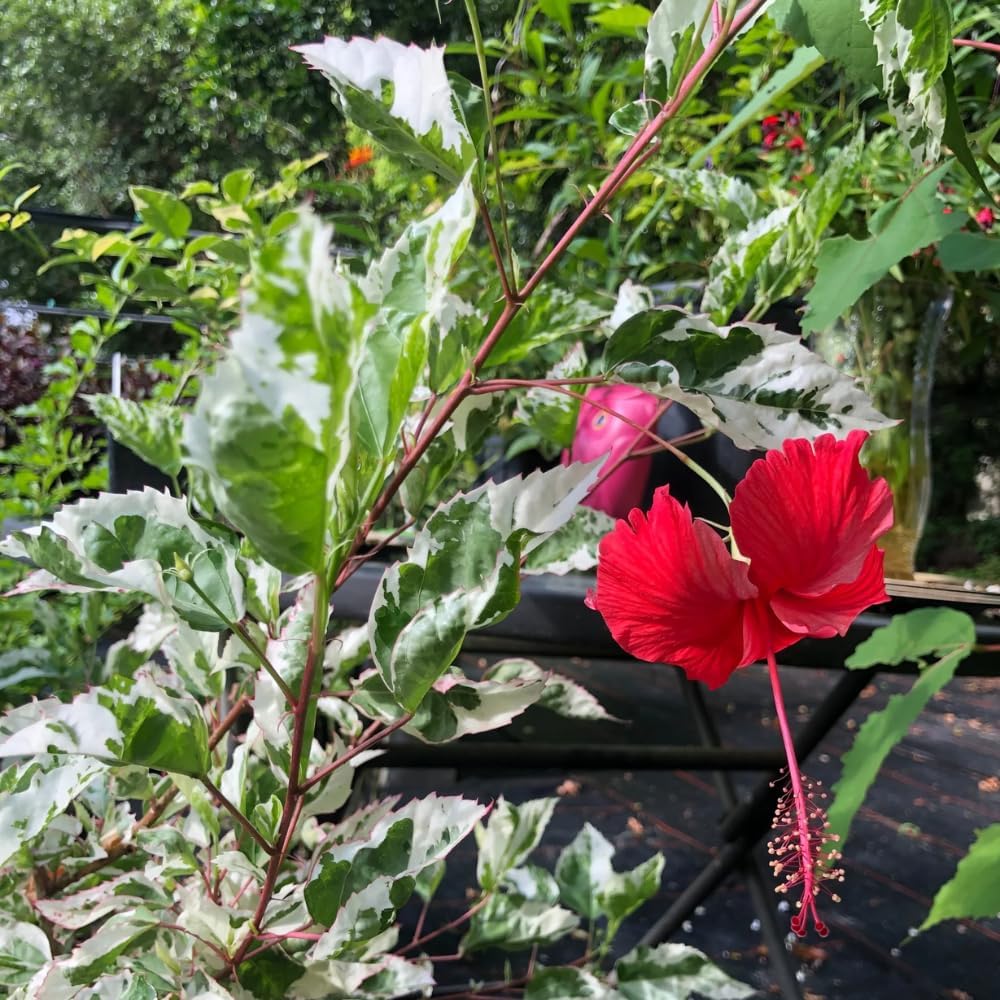 2 Hibiscus Live Plants, Clump 8-12” Tall, Hardy Hibiscus Plants Live, Hibiscus Trees Flowering Shrub (Snow Queen Hibiscus)