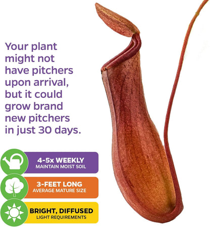 Alata Pitcher Plant - Nepenthes Live Carnivorous Plant by Wellspring Gardens - Easy to Grow Starter Bulbs Great for Nature Lovers & Gardeners - Outdoor & Indoor Aquatic Planting
