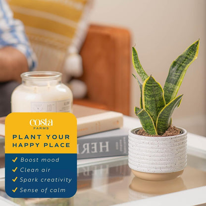 Costa Farms Live Snake Plant | Easy to Grow Indoor or Outdoor Sansevieria Houseplant | 8-Inches Tall | Potted in Plant Pots | Succulent Plant Perfect for Office and Home Decor