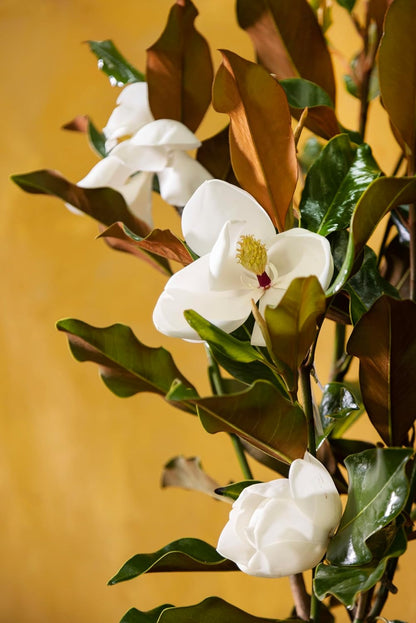 Magnolia Tree Little Gem Variation, Live Plant, Magnolia Flower, 3-4 Feet Tall, Low Maintenance Plant Perfect for Home Growers, Southern Landscaping, by The Magnolia Company, Cannot Ship to CA