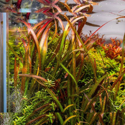 SubstrateSource Live Plant - Tall Grass, Vallisneria Spiralis - Easy Care, Low to Medium Light, Green with Spotted Bands, Background, Freshwater Aquatic Plant for Aquascaping - Lead Bunch, 4 Pack