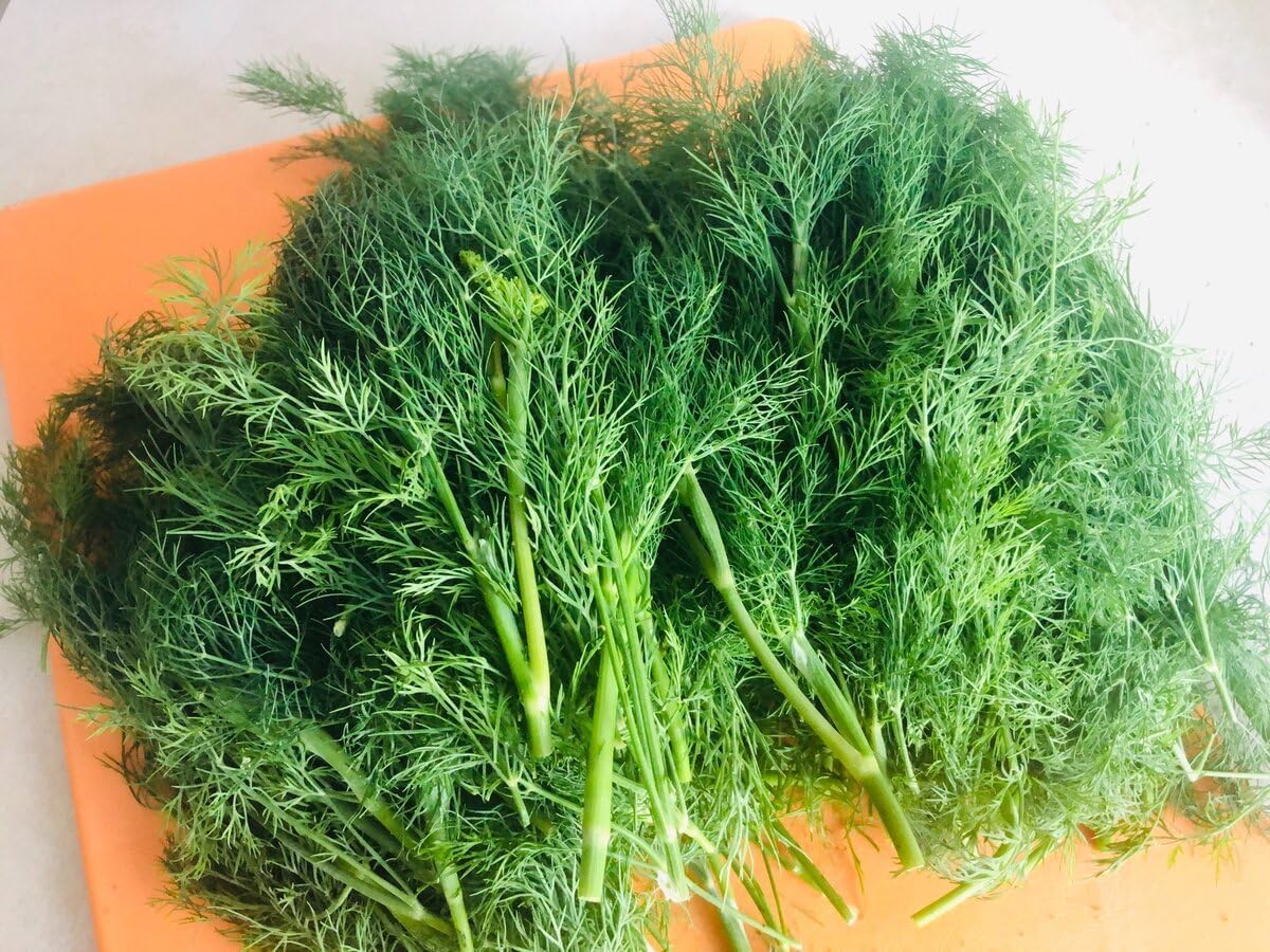 Seeds Dill Mamonth - Heirloom Vegetable - GMO Free
