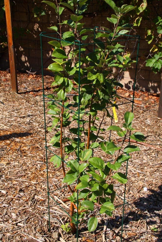 MTB Green Square Folding Tomato Cage Plant Support Tower 12 inch by 46 inch, Pack of 5 Sets