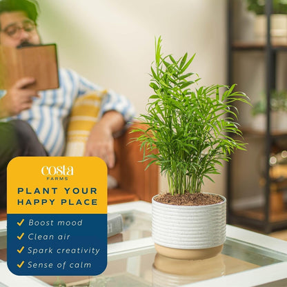 Costa Farms Neanthebella Palm Parlor Palm Live Indoor Plant 12-Inches Tall, Ships in Grower's Pot