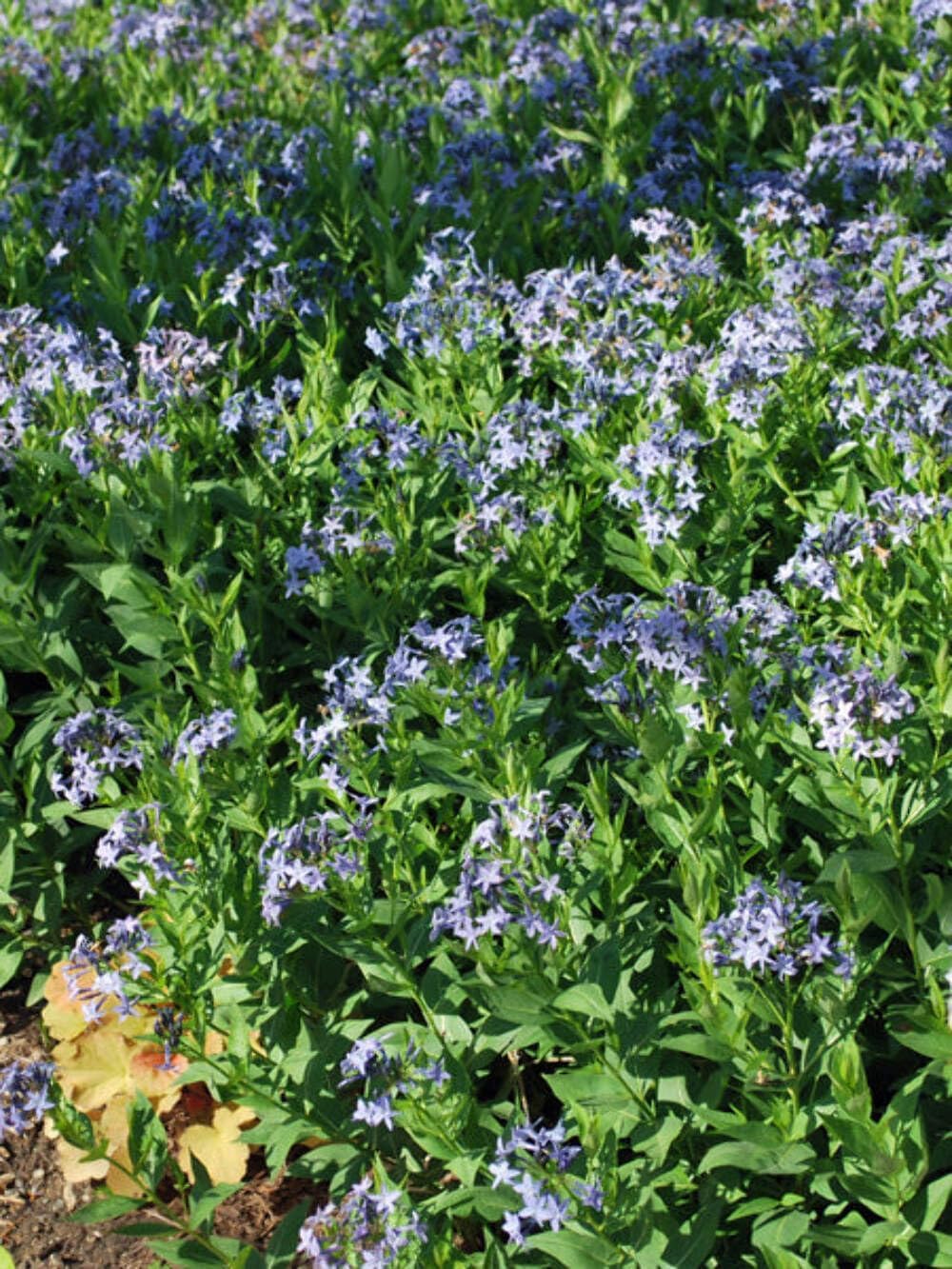 Perennial Farm Amsonia X 'Blue Ice' – Live Perennial in #1 Container, Clusters of Deep Blue Star-Shaped Blooms, Compact Habit, Drought Tolerant, Low Maintenance, Ideal for Borders & Landscapes