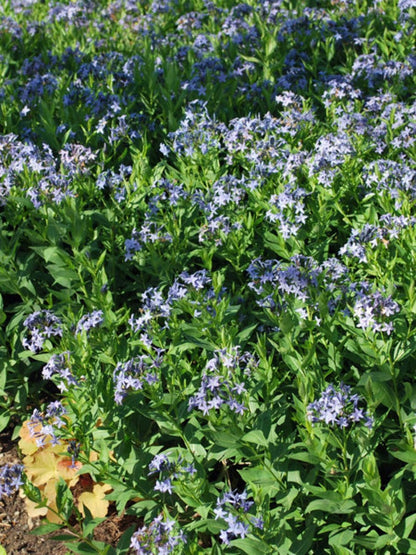Perennial Farm Amsonia X 'Blue Ice' – Live Perennial in #1 Container, Clusters of Deep Blue Star-Shaped Blooms, Compact Habit, Drought Tolerant, Low Maintenance, Ideal for Borders & Landscapes
