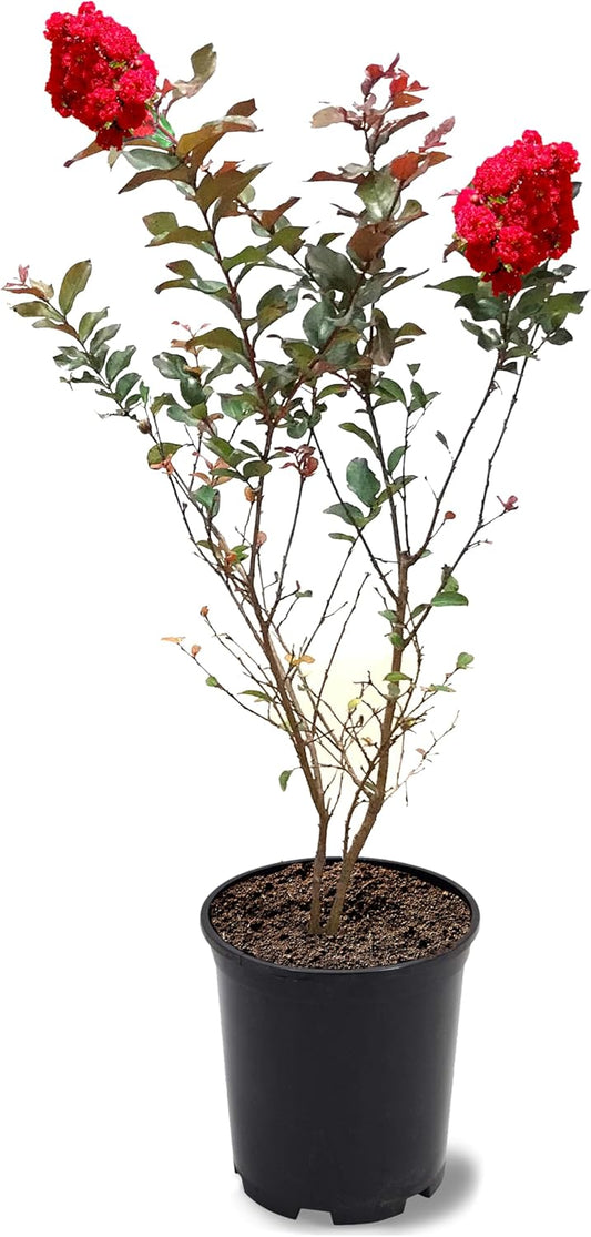 American Plant Exchange Ruffled Red Magic Crape Myrtle Tree Live, 1-Gallon Pot, 1-1.5ft Tall, Vibrant Red Flowers, Drought-Tolerant, Large Outdoor Landscape Accent, Year-Round Beauty