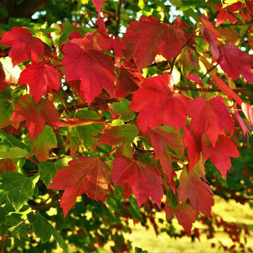 Brighter Blooms - October Glory Red Maple Tree, 5-6 ft, No Shipping to AZ