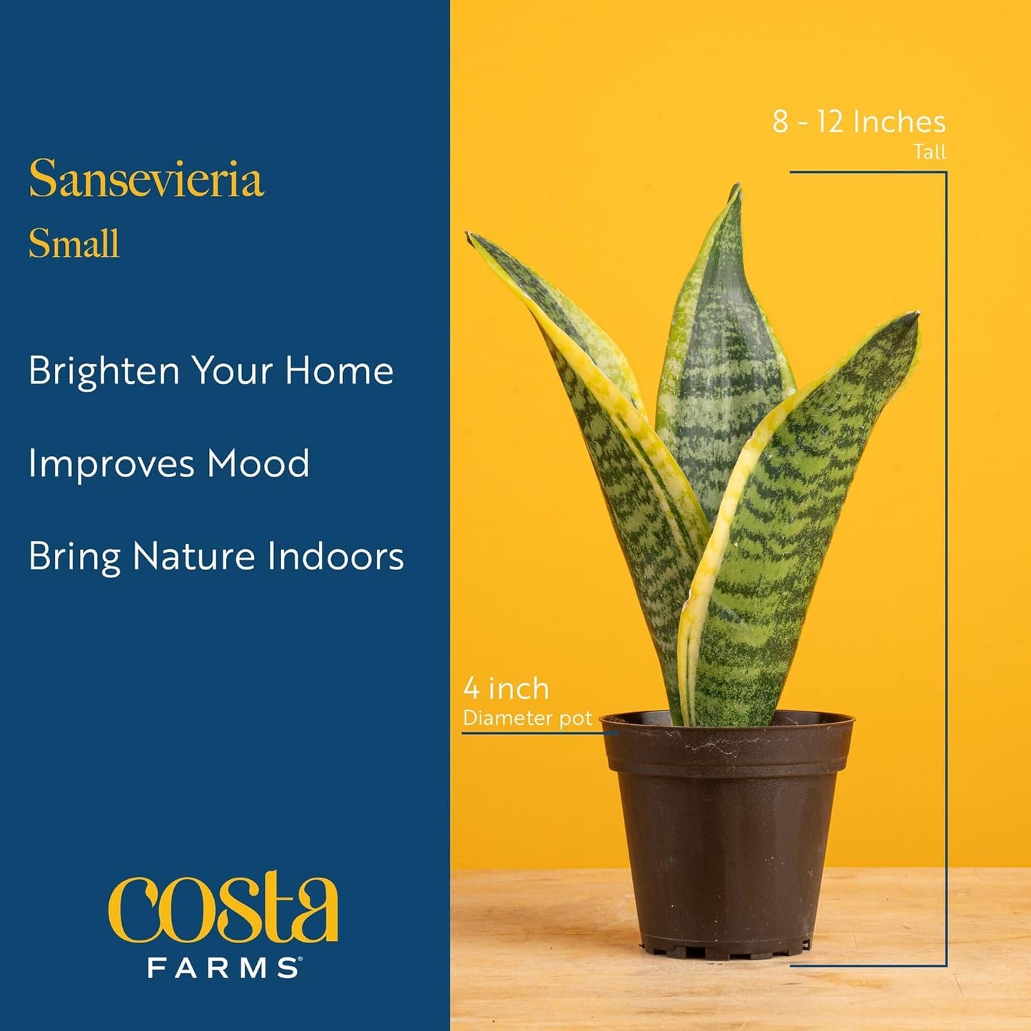 Costa Farms Snake Plant, Small Live Plant in Decorative Pot, Easy to Maintain, Air Purifying Succulent Indoor Houseplant, Assorted Variety, Home, Room, or Office Décor, 8-12 Inches Tall