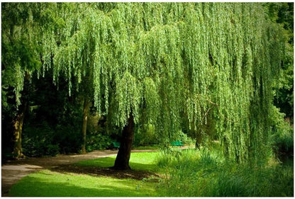 Weeping Willow - 1 Gallon Established Potted Plant - Salix babylonica, Fast Growing Tree, Shade Tree,