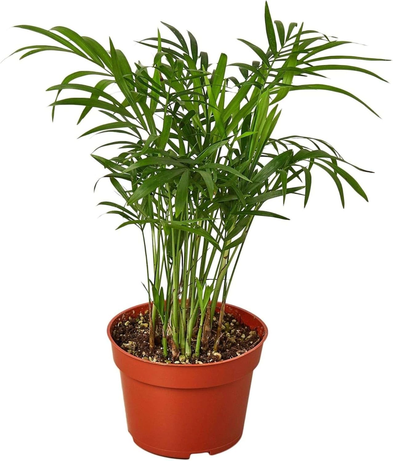 Parlor Palm Live Plant for Indoor | Different Houseplants in 3'' Pot | Real House Plant for Living Room, Office, Desk & Bathroom | Neanthe Bella Palm | Chamaedorea elegans