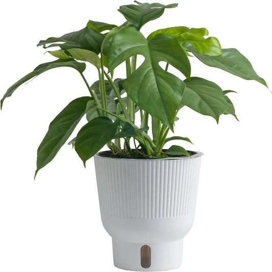 Costa Farms Mini Monstera Live Plant in Self Watering Pot, Indoor Houseplant, Perfect for Home, Room, or Office Decor, Great House Warming or Birthday Gift, 12-18 Inches Tall