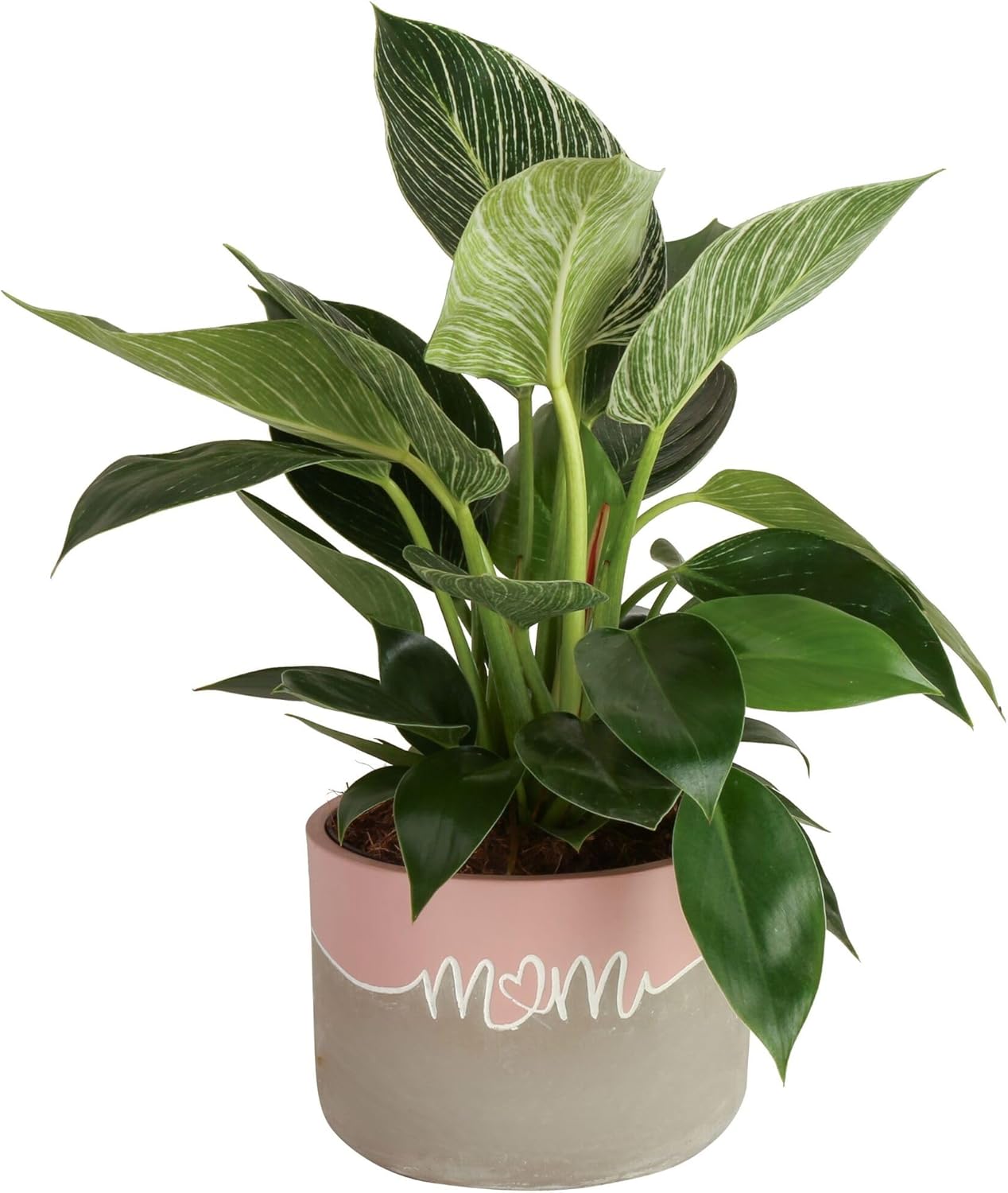 Costa Farms Philodendron Birkin Live Plant in Decorative Pot, Air Purifying Indoor Houseplant, Perfect for Home, Room, or Office Decor, Great House Warming or Birthday Gift, 12-18 Inches Tall