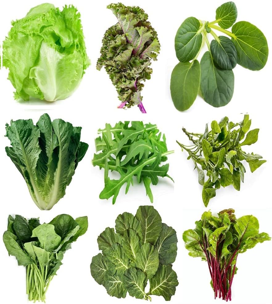 Greens Seeds Collection, 2500+ Seeds, 9 Heirloom Varieties, Arugula, Beet, Upland Cress, Vates Collard, Red Russian Kale, Crisphead Lettuce, Parris Island Lettuce, Tatsoi Mustard, Viroflay Spinach