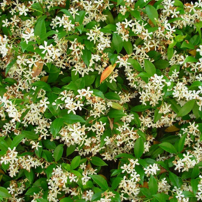 Jasmine Plant, Fragrant Jasmine Flower Vine 4-8 Inches Well Rooted for Container, Hanging Basket Growing (Star)