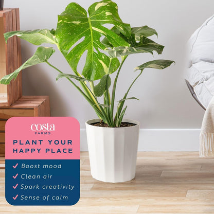Costa Farms Live Plant, Thai Constellation Monstera House Plant, Decorative Plant Pot, Trending Tropicals Collection for Home and Room Decor, 2-3-Feet Tall