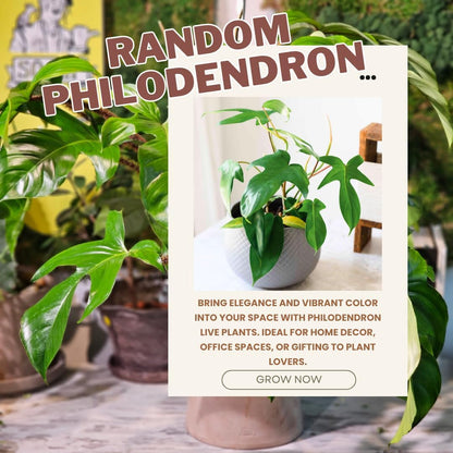 2 Philodendron Live Plant 5-9" Tall, Rare Tropical Indoor Houseplant Home Garden (Random Philodendron)