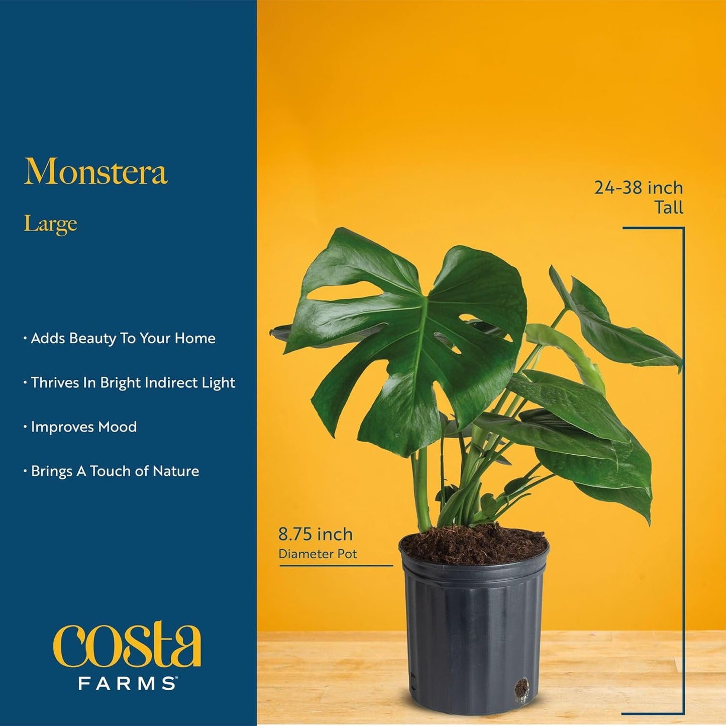 Costa Farms Monstera Swiss Cheese Plant, Live Indoor Plant, Easy to Grow Split Leaf Houseplant in Indoors Nursery Plant Pot, Housewarming, Decoration for Home, Office, and Room Decor, 2-3 Feet Tall