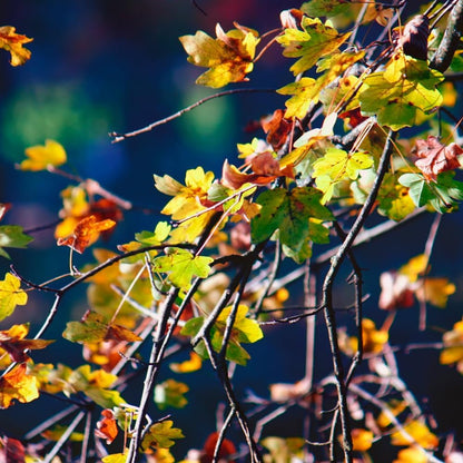 Sycamore Tree Plant Live, 6 to 12 Inc Tall, Sycamore Shade Tree Live Plant Garden