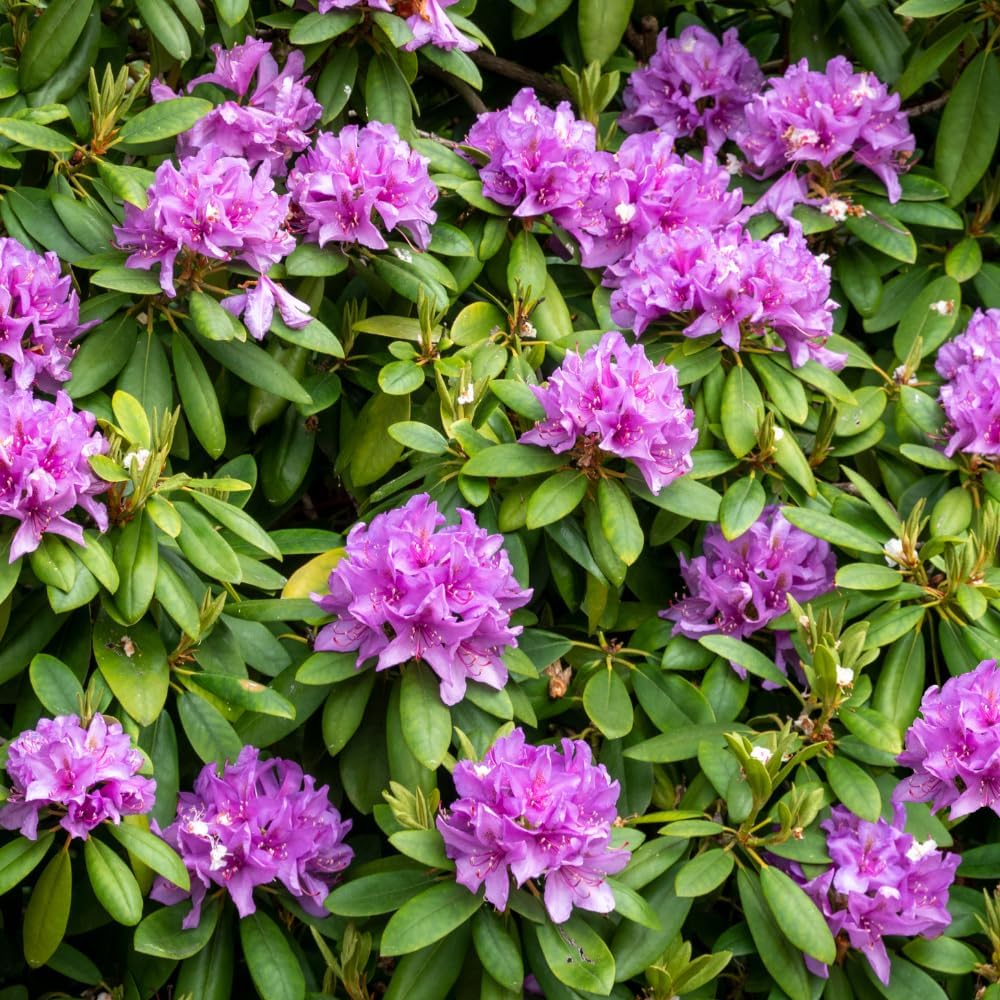 Rhododendrons Plant Live, Pink Purple Rhododendron Shrub, Large Flowering Tree 1 Gallon Potted for Gardening