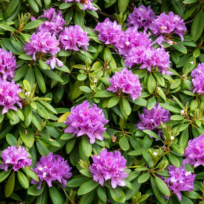 Rhododendrons Plant Live, Pink Purple Rhododendron Shrub, Large Flowering Tree 1 Gallon Potted for Gardening