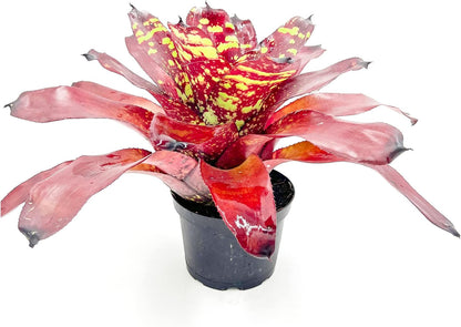 ragnaroc Live Plants - Bromeliad Neoregelia 'Green Eye', 16" Wide and 12" Tall in 6" Pot - 1ct - Live Arrival Guaranteed - House Plants for Home Decor & Gift