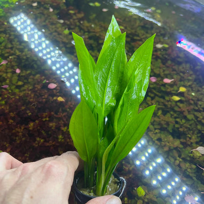 SubstrateSource Amazon Sword Echinodorus Bleheri Live Plant for Freshwater Aquariums, Natural Fish Tank Decorations, and Aquatic Decor (5 Pots (10-15 Plants))