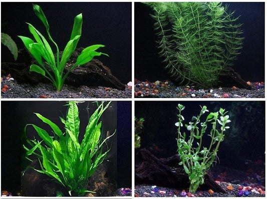 4 Species Aquarium Plants Package - Java Fern (Microsorum), Hornwort (Ceratophyllum demersum)