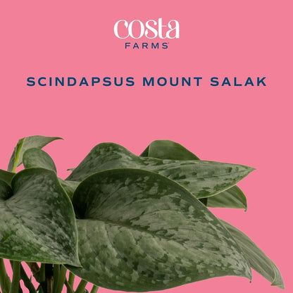Costa Farms Scindapsus Mount Salak Live Plant in Self Watering Pot, Indoor Houseplant, Perfect for Home, Room, or Office Decor, Great House Warming or Birthday Gift, 12-14 Inches Tall