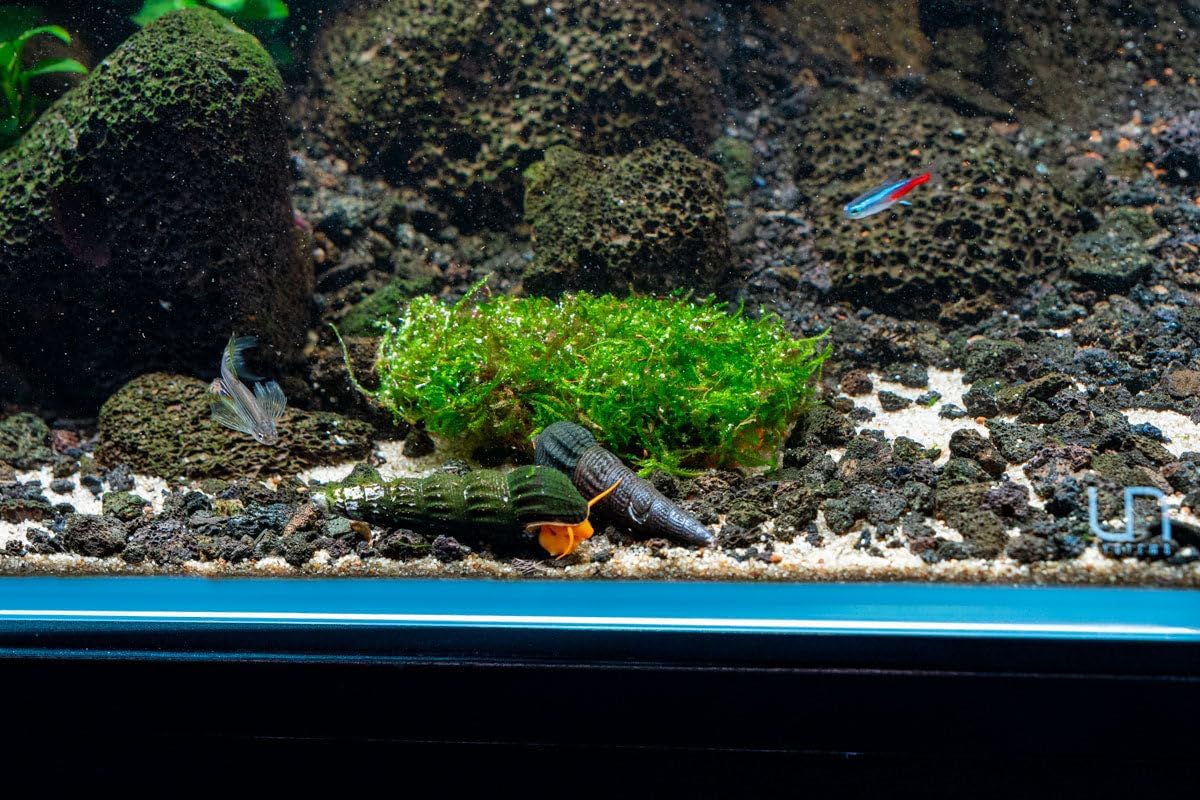 SubstrateSource Live Planted Decor - Christmas Moss (Vesicularia montagnei) on Clay - Low Light, Green Accent Freshwater Aquatic Plant, Foreground to Midground Placement for Aquascaping - 1 Pack