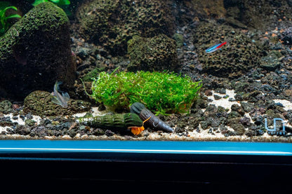 SubstrateSource Live Planted Decor - Christmas Moss (Vesicularia montagnei) on Clay - Low Light, Green Accent Freshwater Aquatic Plant, Foreground to Midground Placement for Aquascaping - 1 Pack