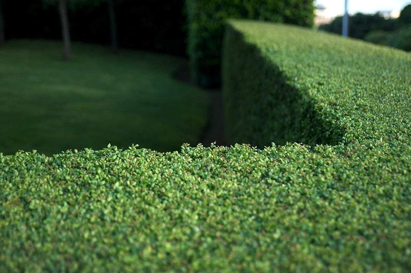 Dwarf Yaupon Holly | 2 Live Gallon Size Plants | Ilex Schilling Stokes Vomitoria | Evergreen Drought Tolerant Low Maintenance Hedge Shrub