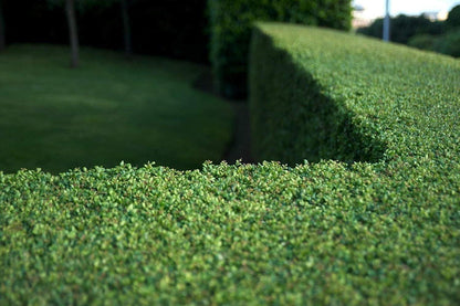 Dwarf Yaupon Holly | 2 Live Gallon Size Plants | Ilex Schilling Stokes Vomitoria | Evergreen Drought Tolerant Low Maintenance Hedge Shrub