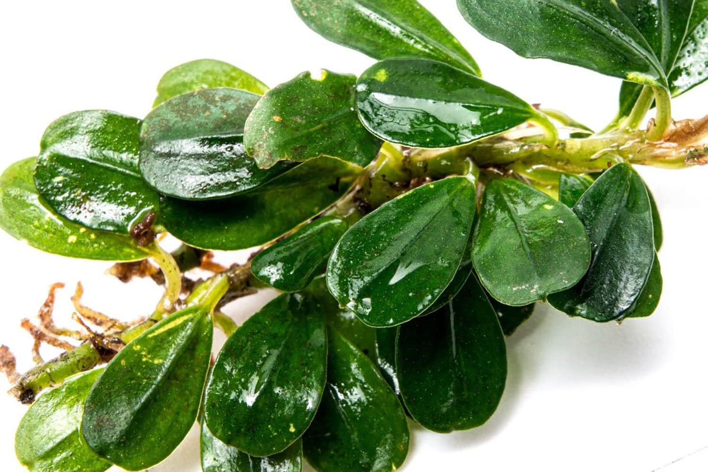 SubstrateSource Bucephalandra Purple Blue Live Aquarium Plant - Natural Freshwater Fish Tank Decorations, Aquatic Decor (Small Clump (3-5 Plants))