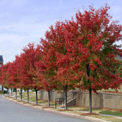 Brighter Blooms - Autumn Blaze Red Maple Tree, 4-5 ft. - No Shipping to AZ