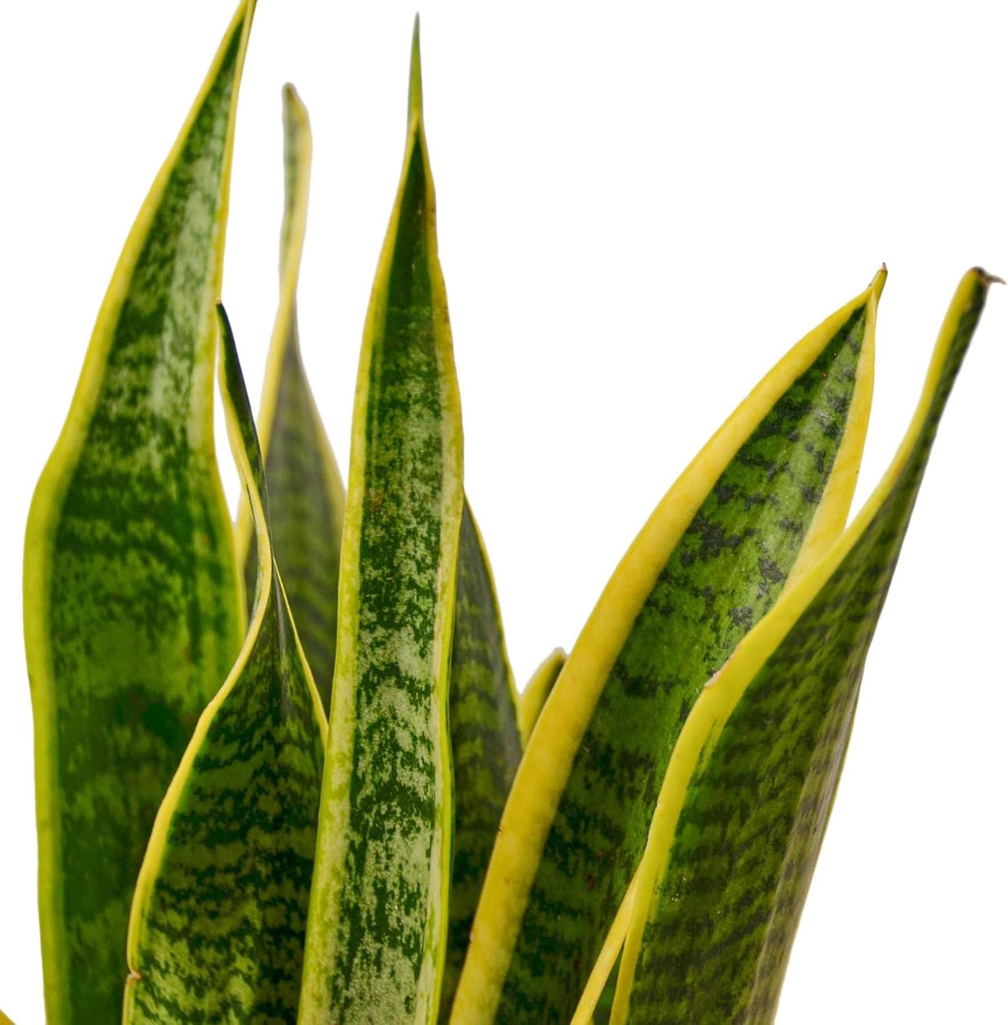 Snake Plant Laurentii | Sansevieria Trifasciata Live Plant for Indoor | Different Houseplants in 4'' & 6'' Pot | Real House Plant for Livingroom | Mother-in-law's Tongue