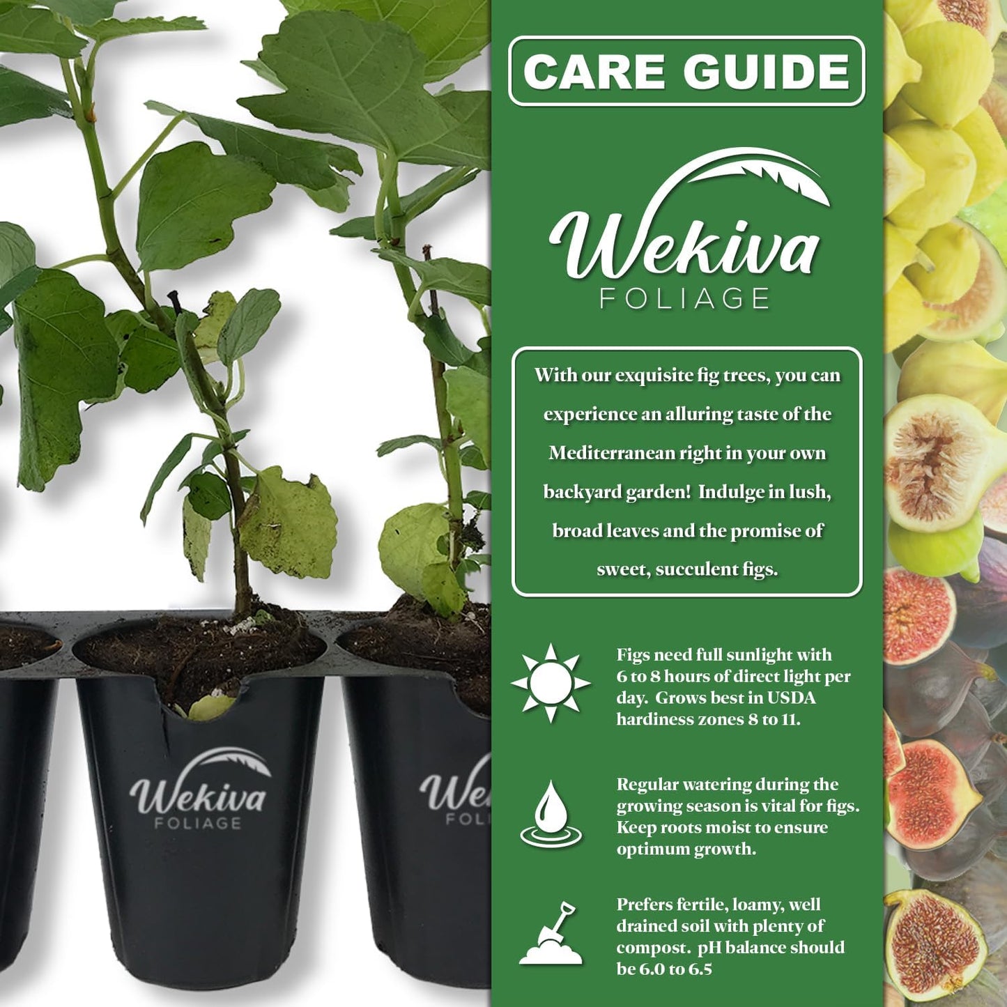 Black Mission Fig Tree - 4 Live Starter Plants - Ficus Carica - Edible Fruit Tree for The Patio and Garden