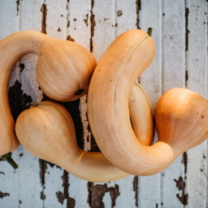 Pennsylvania Dutch Crookneck Squash - 25 Seeds - Heirloom Butternut Squash Variety, Non-GMO Winter Squash Seeds for Planting in The Home Garden, Thresh Seed Company