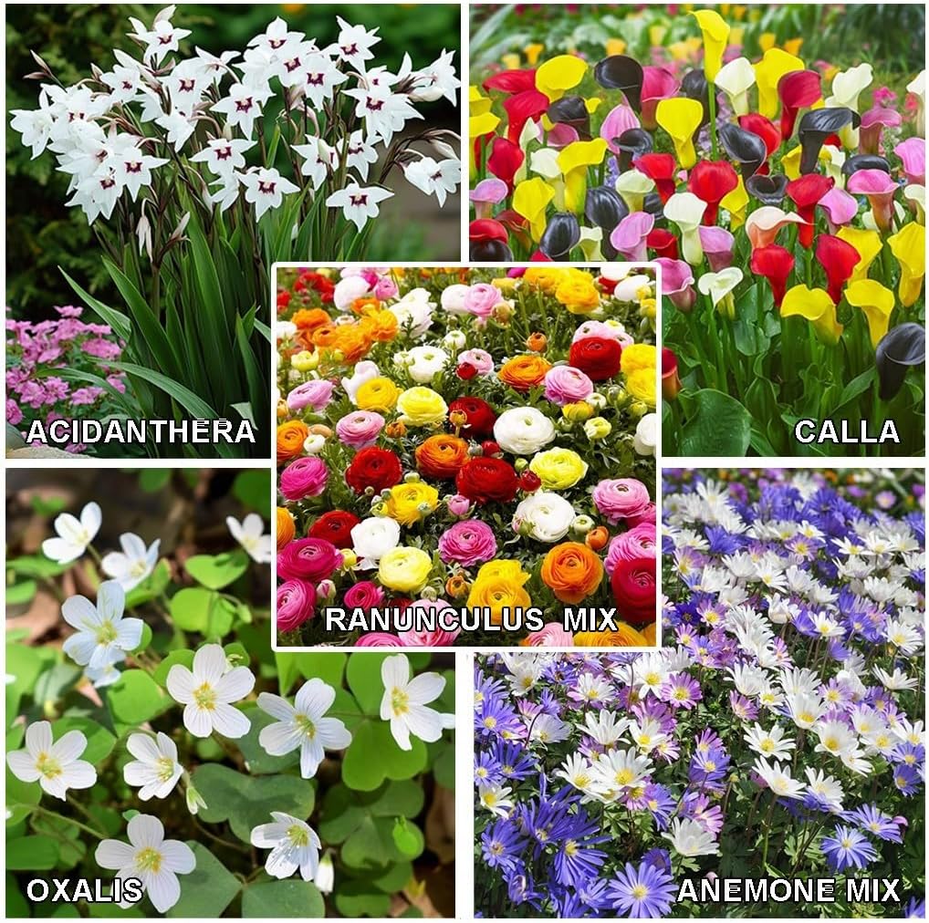 Amazing Deal - Complete Spring & Summer 100 Bulbs Blooming Flower Garden - Beautiful Flowers That Will Attract Bees, Butterflies & Hummingbirds and Other Pollinators - Easy to Grow 1000's Sold