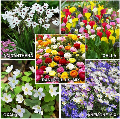 Amazing Deal - Complete Spring & Summer 100 Bulbs Blooming Flower Garden - Beautiful Flowers That Will Attract Bees, Butterflies & Hummingbirds and Other Pollinators - Easy to Grow 1000's Sold